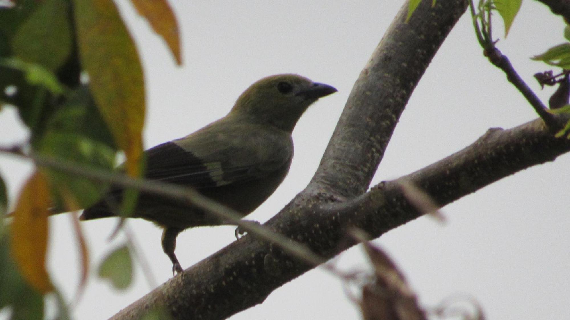 Hostal Mirador Dentro Del Parque Tayrona El Zaino Eksteriør bilde