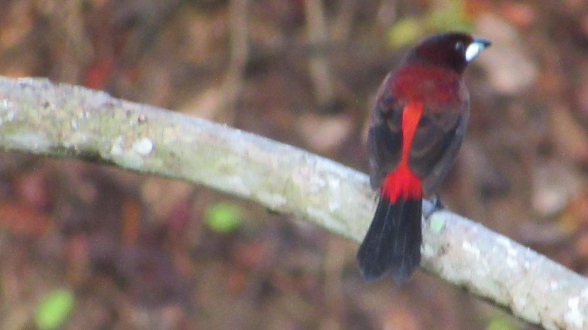 Hostal Mirador Dentro Del Parque Tayrona El Zaino Eksteriør bilde